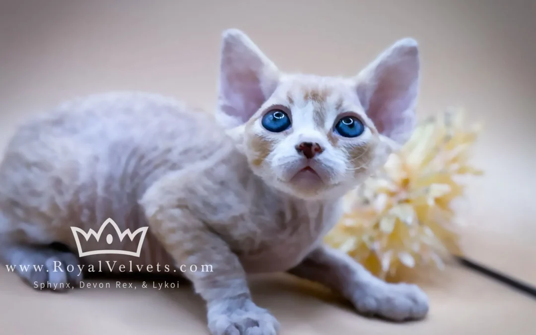 Why Our Kittens Cost More (And Why They’re Worth It)