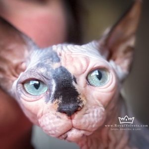 Retired Cat Template